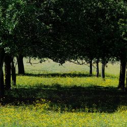 Trees on field