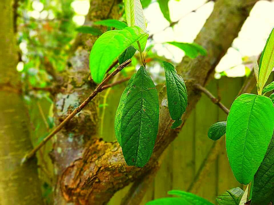 CLOSE-UP OF PLANT