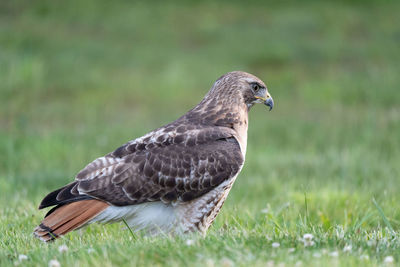 Close-up of a bird on field