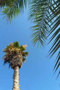 Low angle view of palm trees against blue sky