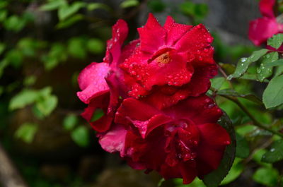 Close-up of wet red rose flower