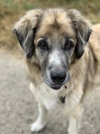 High angle portrait of dog standing outdoors