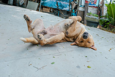 View of a dog sleeping on footpath