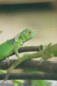 Close-up of lizard