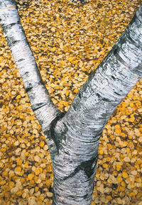 Low section of man standing on autumn leaves