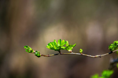 Close-up of plant leaves