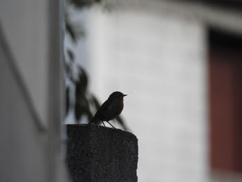 Close-up of bird perching on wall