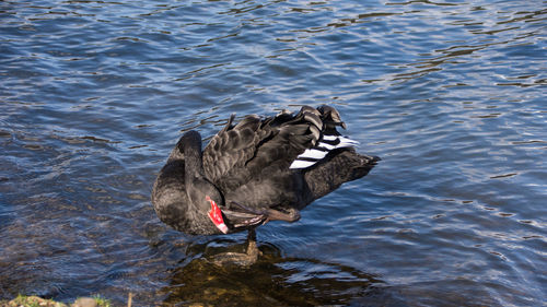 Swan swimming on lake