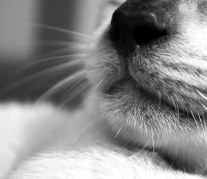 Extreme close up of cat
