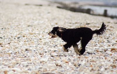 Side view of a dog running on ground