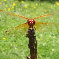 Close-up of dragonfly on plant