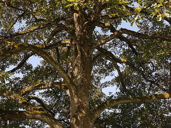 Low angle view of trees in forest against sky