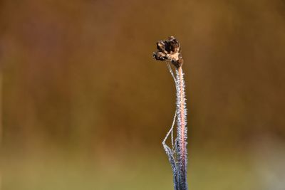 Close-up of plant against blurred background