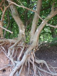 Low angle view of tree roots