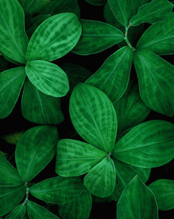 Closeup nature view of tropical leaf background, dark green wallpaper concept.