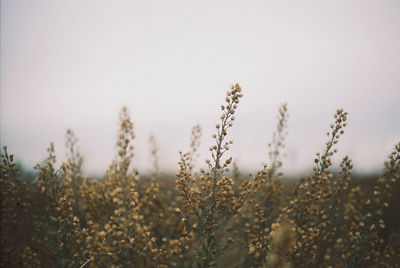 Close-up of plants on field against sky