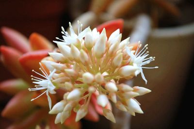 Close-up of dahlia blooming outdoors