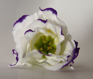 Close-up of flower over white background