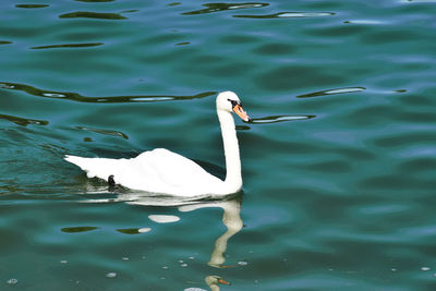 Close-up of swan in lake