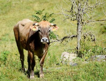 Cow standing on field