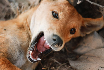 Close-up of dog