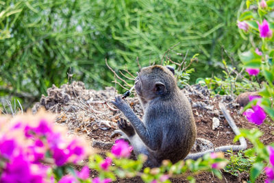 High angle view of an animal on field