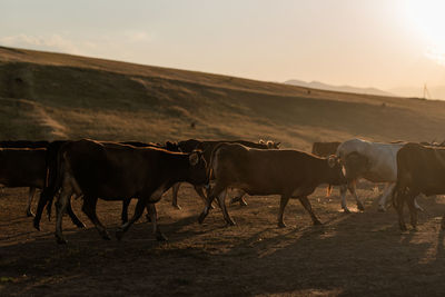 Cows on field