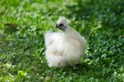 Close up of a white silki chicken
