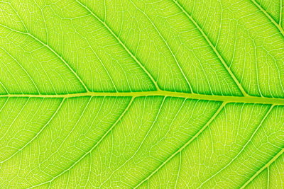 Full frame shot of green leaves