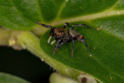 Close-up of spider on leaf