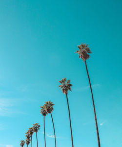 Low angle view of flower tree against blue sky