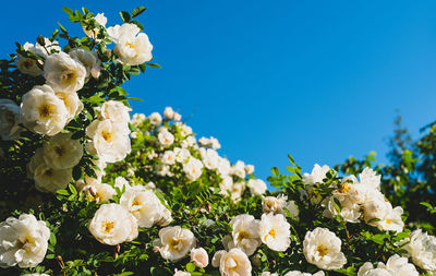 Close-up of white flowering roses against blue sky
