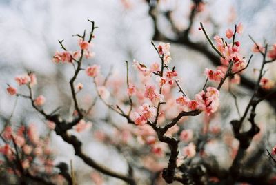 Low angle view of pink flowers on tree