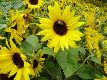 Close-up of sunflower blooming outdoors