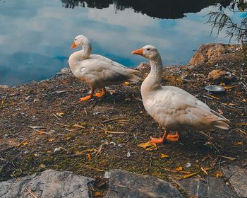 Seagulls perching on rock at lakeshore