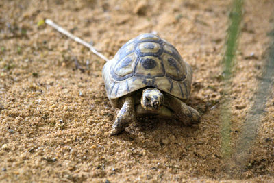 Close-up of turtle