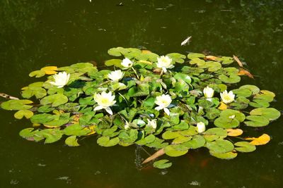 Close-up of fresh white flowers in lake