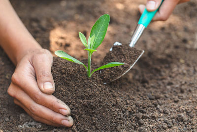 Cropped hand of person planting sapling
