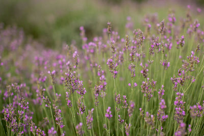 Close-up of purple flowering plants on field