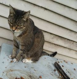 Cat sitting on wall