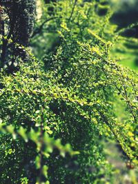 Close-up of plants against blurred background