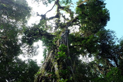 Low angle view of trees against sky