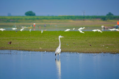 Birds in a lake