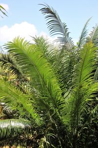 Close-up of palm tree against sky