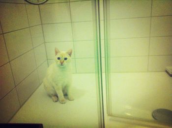 Cat lying on floor