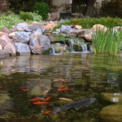 Rocks in pond