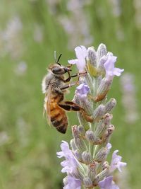 Close-up of bee pollinating on purple flower