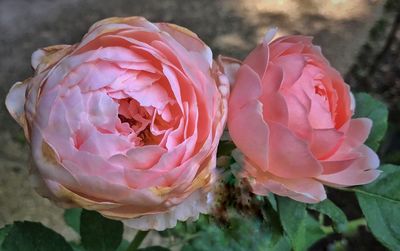 Close-up of pink roses blooming outdoors