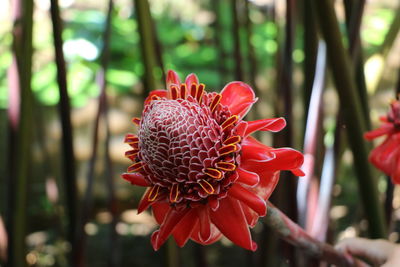 Close-up of red flower