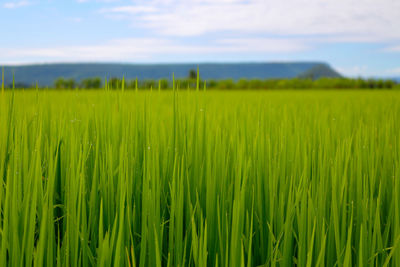 Close-up of wheat field against sky